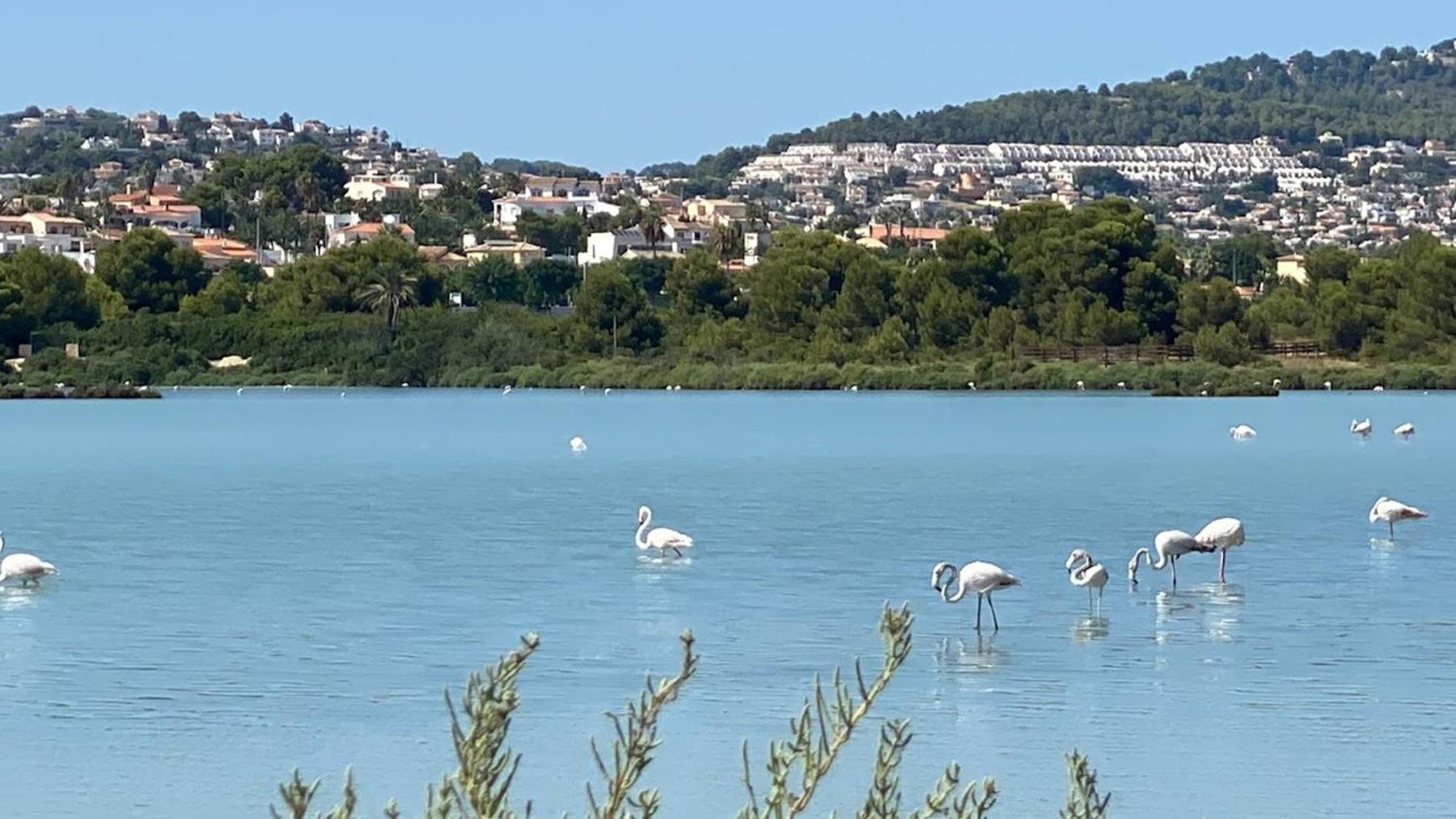Timora Sea View New Apart' Hipocampos Calpe Luaran gambar